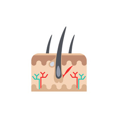 Skin layers and hair follicle abstract flat icon. Human Internal Organ vector illustration isolated on white background. Medical diagram poster dermatology concept, dermis and epidermis structure