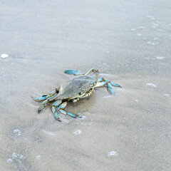 Blue Crab on a sandy beach along the Gulf of Mexico in southern Texas