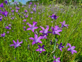 purple flowers in the meadow