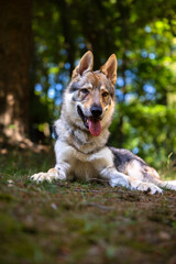 Czechoslovakian Wolfdog