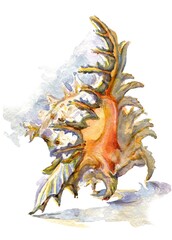 Rock Snail Murex (Multiramosus) Shell. Watercolor illustration.