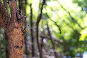 Green and yellow butterfly on the trunk of tree in the forest.
