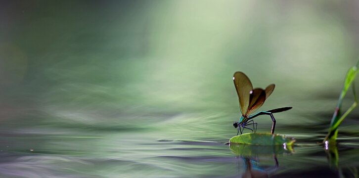Libellule dépose son oeuf dans l'eau d'une rivière - reproduction insecte volant rivière