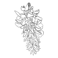  vector wisteria flowers isolated on a white background. Botanical illustration of wisteria flowers in linear style.