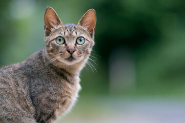 森に暮らす野良猫
