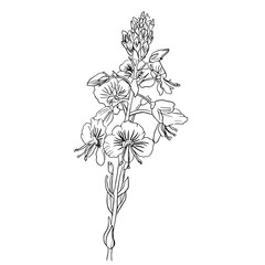 vector veronica flowers isolated on a white background. Botanical illustration of veronica flowers in linear style.