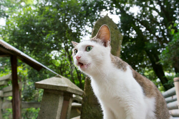 京都の森に暮らす野良猫
