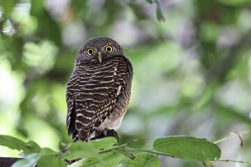 An Asian barred owlet perched on a tree branch