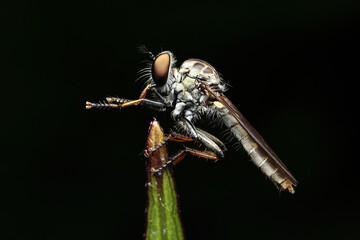 Close-up of insect on twig against black background.