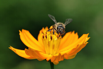 Bright yellow flowers and insects that come for nectar and help pollinate the flowers.