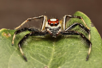 Jumping spider close up. Macro photography. Portrait of spider