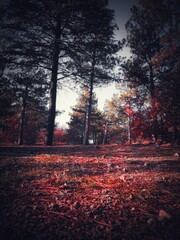 autumn in the forest