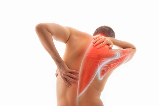 Back pain, male body torso back view, human trapezius muscle illustration