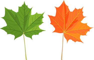 Green and orange autumn leaf of Norway maple or Acer platanoides isolated on white background