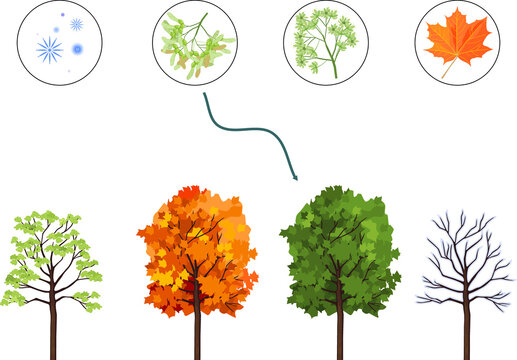 Educational matching game for biology lesson with maple tree at four seasons: spring, summer, autumn, winter