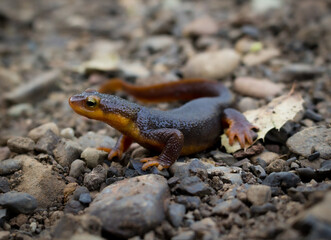 California Red Bellied Salamander II