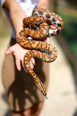 Boa arc en ciel dans les mains d'une femme soigneuse animalier