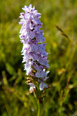 Wild Orchid, Texel Island, The Netherlands