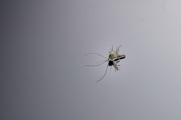 Dead mosquito with drop shadow on isolated background