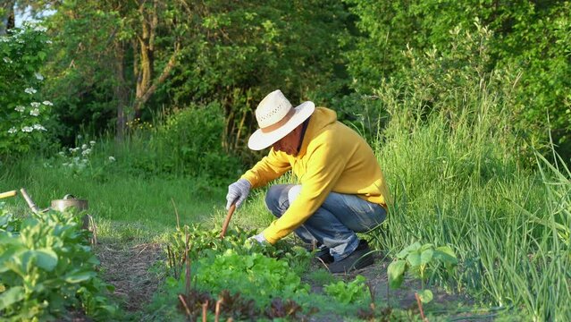 Mature person in straw hat working on garden bed with green lettuce ant young beet leaves growing from soil of farm