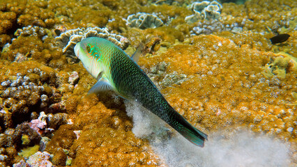 Half and half thicklip wrasse spits or Hemigymnus melapterus swimming among reef corals. Underwater photo of colorful tropical fish from scuba diving or snorkeling. Under sea wild life.
