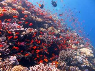 red sea fish and coral reef