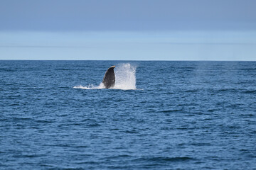 Fototapeta premium Humpback Whale - Megaptera novaeangliae