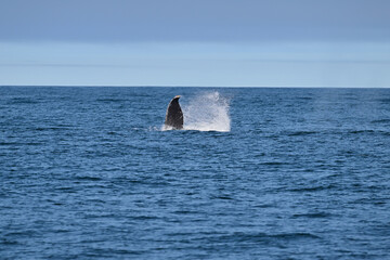 Fototapeta premium Humpback Whale - Megaptera novaeangliae