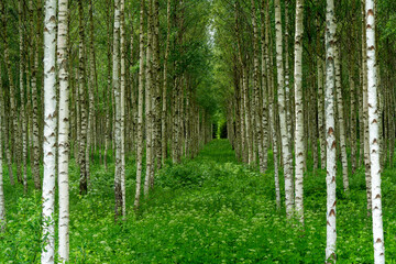Obraz premium birch forest in spring