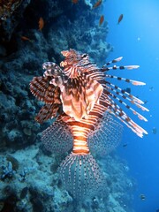 red sea fish and coral reef