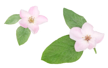Naklejka premium Wild rose flowers isolated on white background, top view