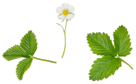 Strawberry flowers with green leaves isolated on white background