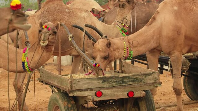 Camels at the Pushkar Fair, also called the Pushkar Camel Fair or locally as Kartik Mela is an annual multi-day livestock fair and cultural held in the town of Pushkar Rajasthan, India.