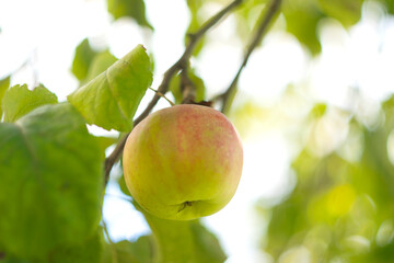 Apple tree with ripe apples in autumn garden