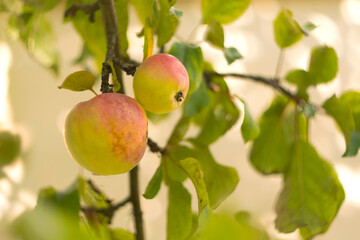 Apple tree with ripe apples in autumn garden