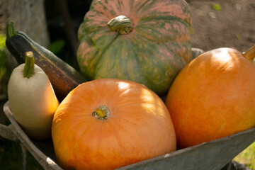Home-grown autumn pumpkin and zucchini in the garden