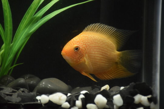  severum fish in aquarium
