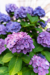 東京都文京区　白山神社の紫陽花　あじさい祭り