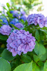 東京都文京区　白山神社の紫陽花　あじさい祭り
