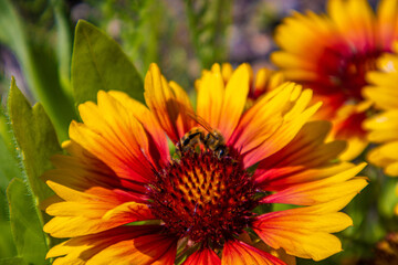 Clone up Honey Bee on Flower, Summer, The Netherlands