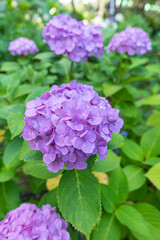 東京都文京区　白山神社の紫陽花　あじさい祭り