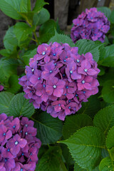 東京都文京区　白山神社の紫陽花　あじさい祭り