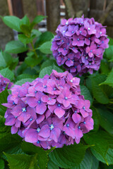 東京都文京区　白山神社の紫陽花　あじさい祭り