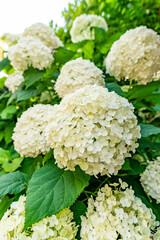 東京都文京区　白山神社の紫陽花　あじさい祭り