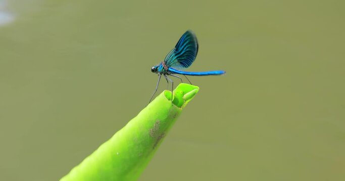 Beautiful demoiselle (Calopteryx virgo) is a European damselfly belonging to the family Calopterygidae. It is often found along fast-flowing waters where it is most at home.