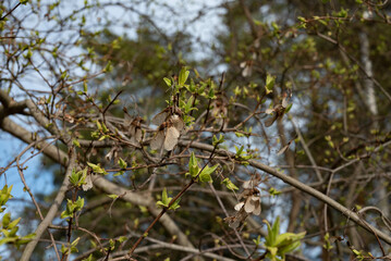 old seeds on a branch