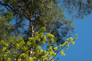 buds, flowers and new leaves  of trees against the sky