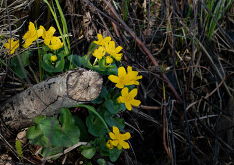 yellow flowers in the grass