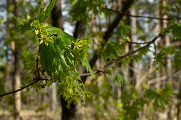 leaves on a branch