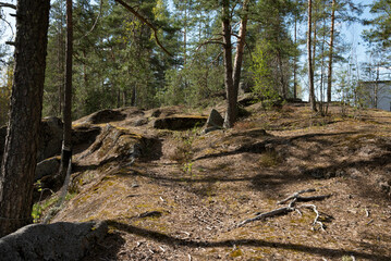 trees and stones in the forest